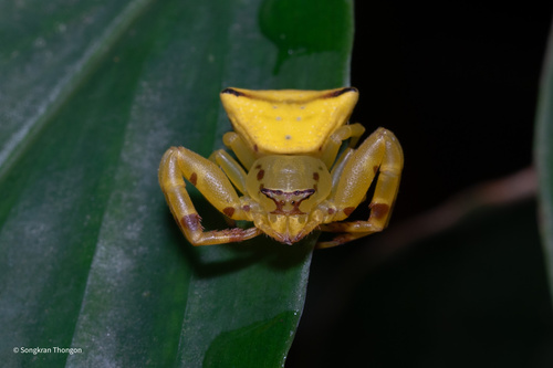Thomisus vulnerabilis