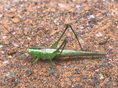 Conocephalus longipes