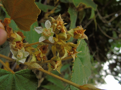 Rubus chrysophyllus