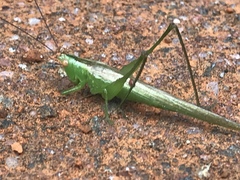 Conocephalus longipes