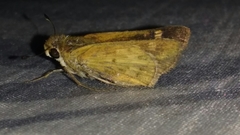 Hylephila phyleus