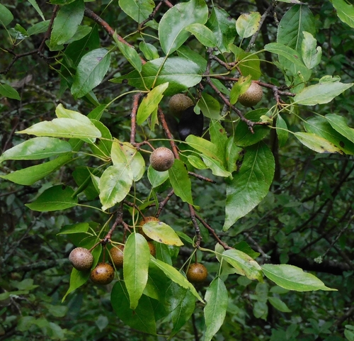 Pyrus pashia (Pyrus pashia)
