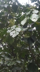 Angiospermae