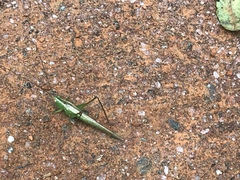Conocephalus longipes