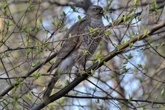 Accipiter nisus