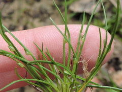 Isolepis carinata