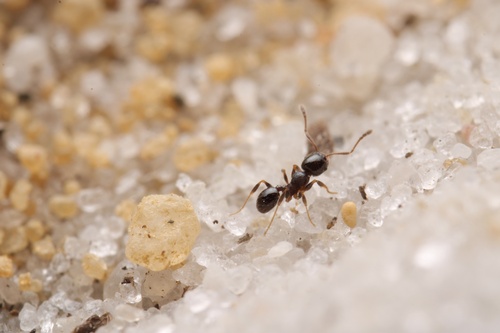 Davis' Big-headed Ant