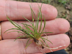 Isolepis carinata