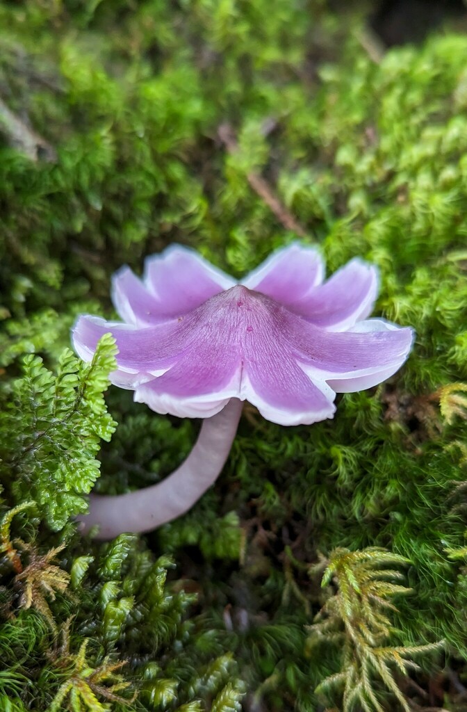 mauve splitting waxcap