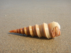 Turritella duplicata