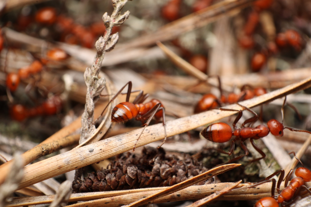 Sanwald's Amazon Ant