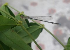 Argentagrion ambiguum