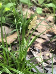 Carex cherokeensis