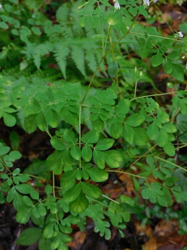 Image of Boenninghausenia Albiflora (Boenninghausenia albiflora) by (c) Jagdish Singh Negi, some rights reserved (CC BY)