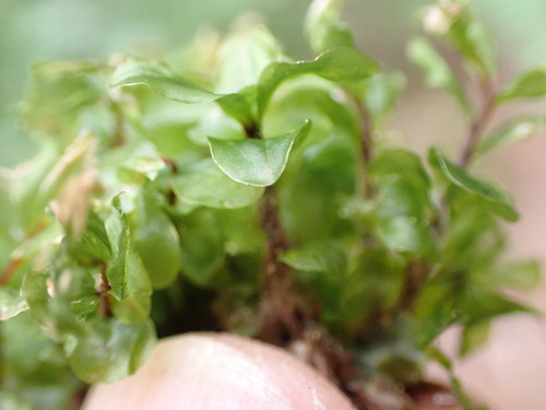Image of Rhizomnium magnifolium by no rights reserved