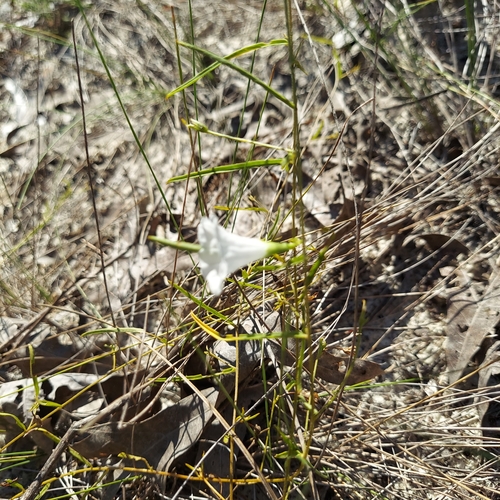 Image of Stylisma angustifolia by (c) Athena Philips, some rights reserved (CC BY)