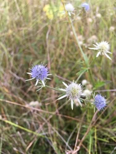 Eryngium integrifolium image