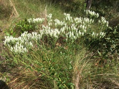Eupatorium petaloideum