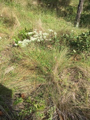 Eupatorium petaloideum