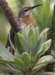 Gurney's Sugarbird photo 1