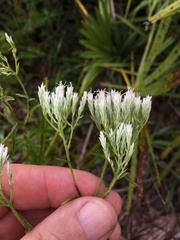 Eupatorium petaloideum