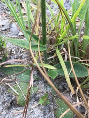 Hieracium megacephalon