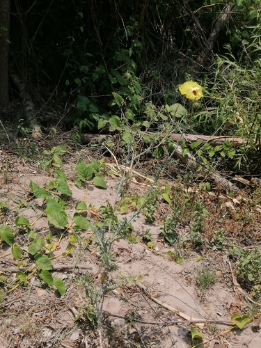 Argemone superba (Argemone superba)