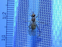 Boreothrinax maculipennis