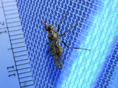 Boreothrinax maculipennis