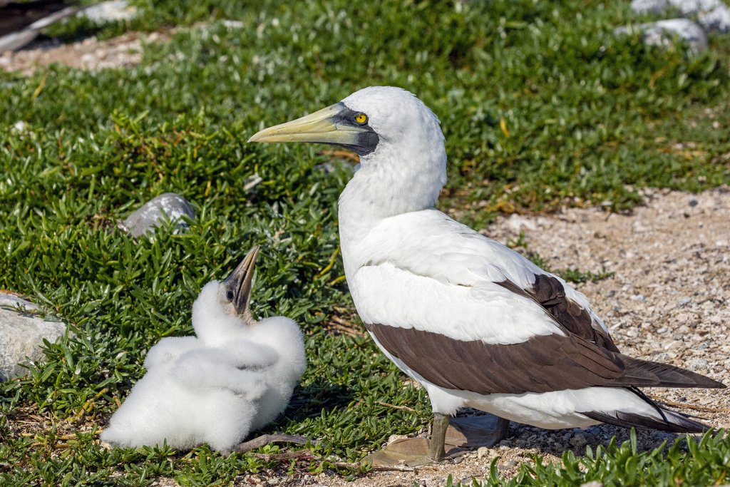 Masked Booby