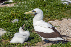 Masked Booby photo 1