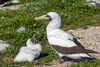 Masked Booby - Photo (c) R Vasconcellos, some rights reserved (CC BY), uploaded by R Vasconcellos