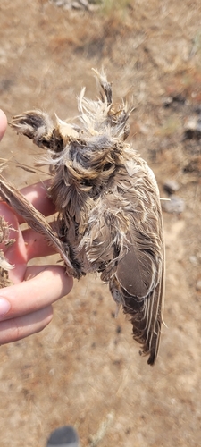 Plume de Étourneau roselin
