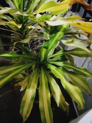 Dracaena fragrans