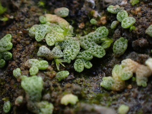 Image of Riccia frostii by no rights reserved