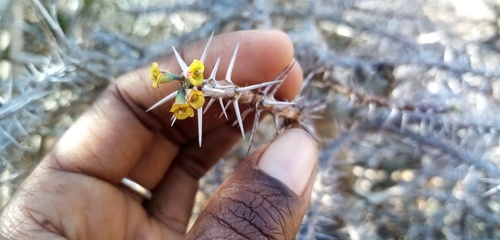 Euphorbia mahafalensis