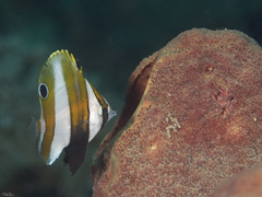 Goldengirdled Coralfish photo 2