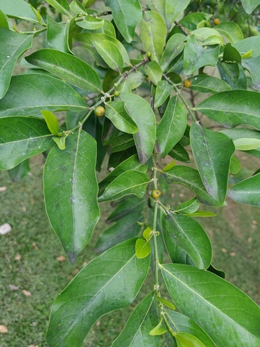 Image of Suregada multiflora by (c) Huey, some rights reserved (CC BY)