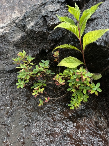 Hypericum buckleyi, photograph 6