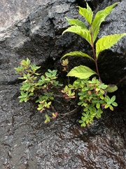 Hypericum buckleyi, photograph (c) Brandon Corder, some rights reserved (CC BY)