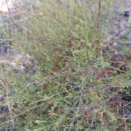 Image of Lechea torreyi by (c) Athena Philips, some rights reserved (CC BY)