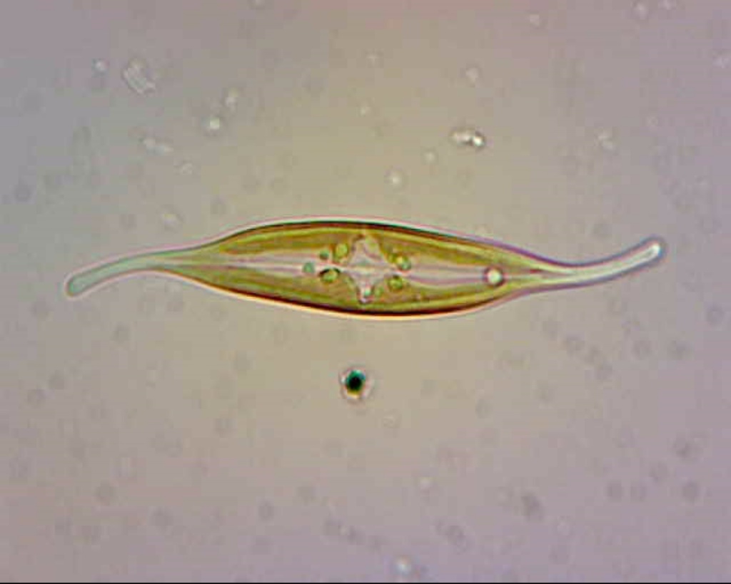 Gyrosigma fasciola (Encyclopedia of Diatoms Found in the USA ...