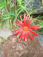 Gerbera jamesonii