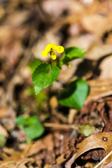 Viola pubescens