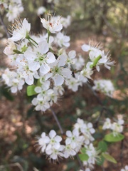 Prunus umbellata
