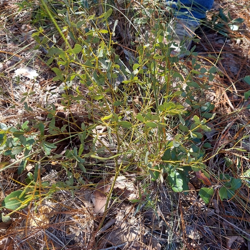Image of Baptisia lecontei by (c) Athena Philips, some rights reserved (CC BY)