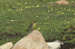Crithagra symonsi