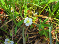 Potentilla alba