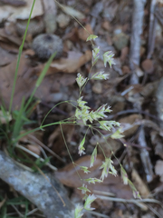 Poa cuspidata