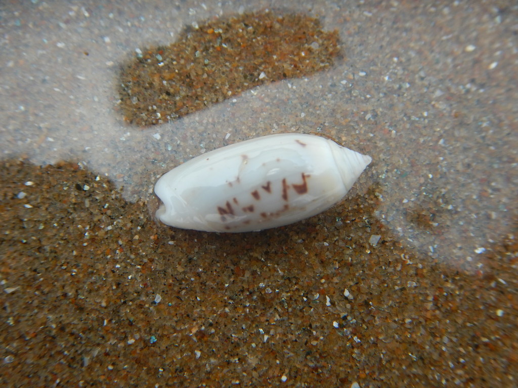 Oliva oliva